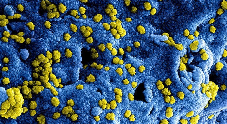 OMS reporta 19 casos de MERS-CoV en 2025; Arabia Saudita concentra la mayoría – UN News